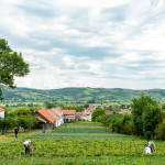 Degustari Produse BIO