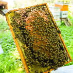 Degustari Produse BIO