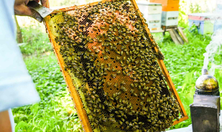 Degustari Produse BIO