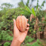 Workshop Kokowa Chocolate