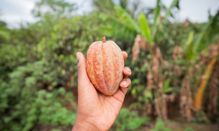 Workshop Kokowa Chocolate